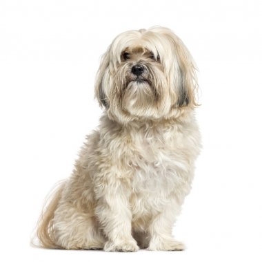 Shih-tzu oturan, 10 yaşında beyaz izole