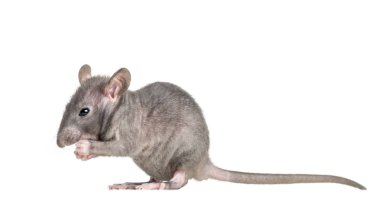 Genç alında saç çizgisi iri fare, üzerinde beyaz izole