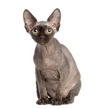 Sphynx kedi oturan, 5 aylık beyaz izole