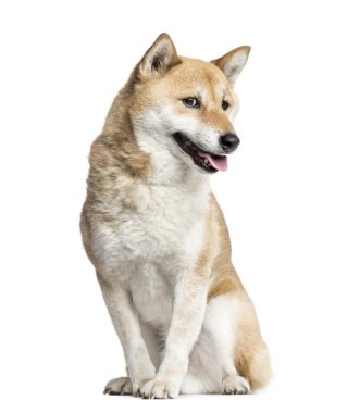 Shiba Inu, 8 yaşında, beyaz izole oturma