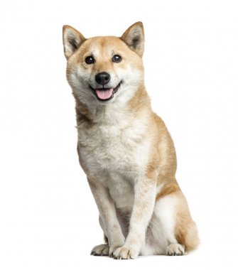 Shiba Inu, 8 yaşında, beyaz izole oturma