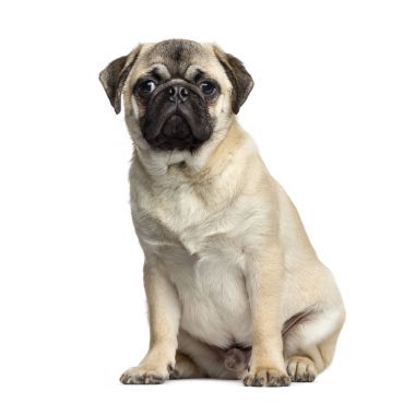 Pug oturan, 7 ay yaşlı, beyaz izole