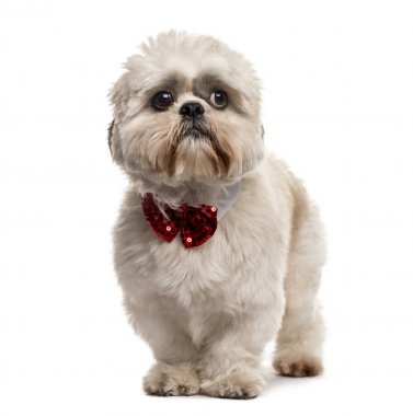 Shih Tzu ayakta beyaz izole bir papyon ile