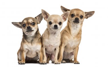 Oturmuş, üzerinde beyaz izole üç chihuahuas
