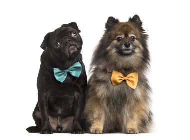 Siyah üzerine beyaz izole papyon ile Pug pug