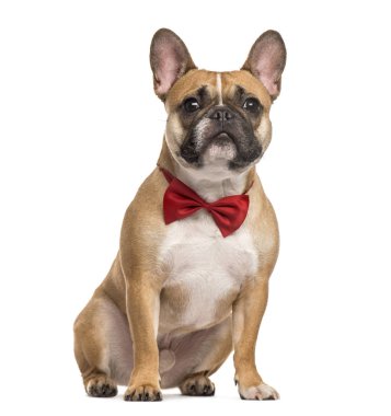 Kırmızı oturmuş, üzerinde beyaz izole papyon ile pug