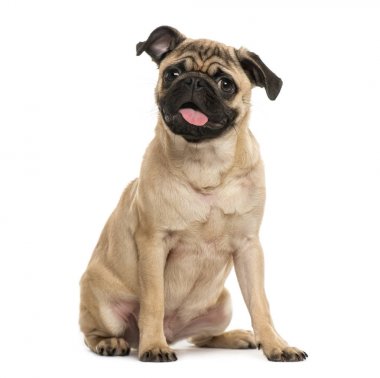 Pug köpek yavrusu oturan, 6 ay yaşlı, beyaz izole