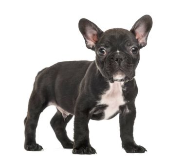 Köpek yavrusu Fransız buldozer ayakta, 2 aylık beyaz izole