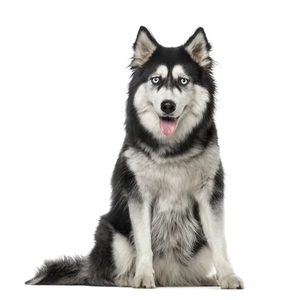 Siberian Husky sitzend und in die Kamera schauend, 3 Jahre alt, ich — Stockfoto