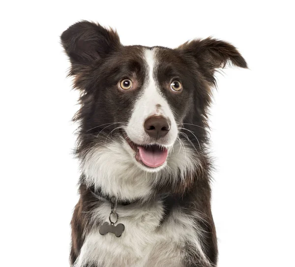 Close-up of a Border Collie , 15 months ols, isolated on white — Stock Photo, Image