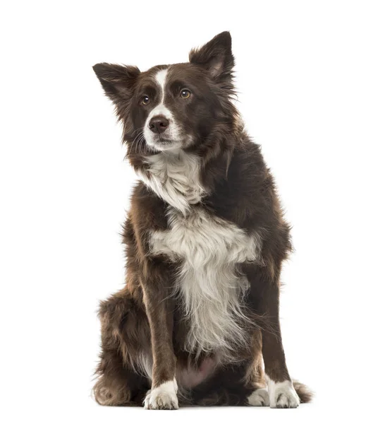 Border Collie sitting and looking away, 7 years old, isolated on — Stock Photo, Image