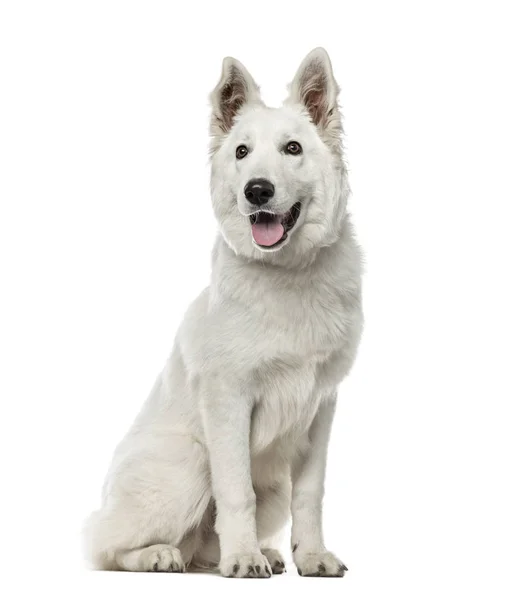 Branco Swiss Shepherd Dog sentado, isolado em branco — Fotografia de Stock