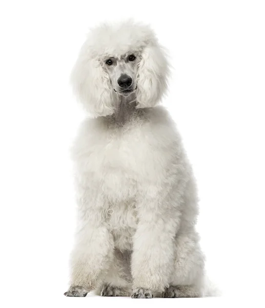白色的贵宾犬坐，9 个月大上白色, 孤立 — 图库照片