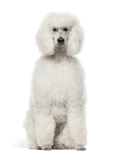 White poodle sitting, 9 months old, isolated on white — стоковое фото