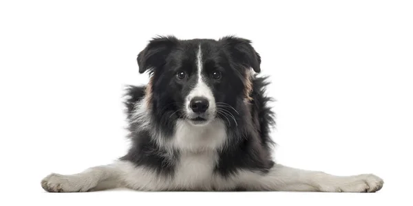 Border Collie liggen kijken naar de camera en het verspreiden van poten, is — Stockfoto