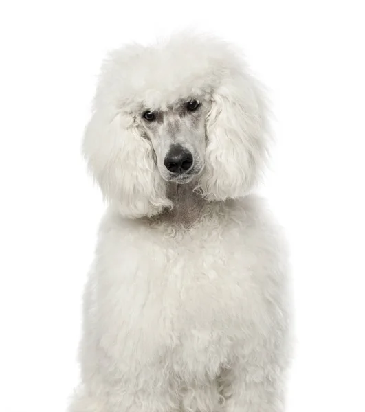 White poodle sitting, 9 months old , isolated on white — Stock Photo, Image