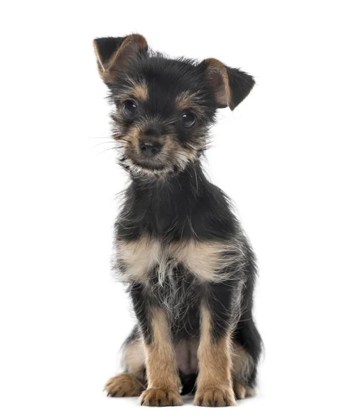 Mixed breed dog sitting, 3 months old , isolated on white — Stock Photo, Image