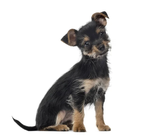 Perro de raza mixta sentado, 3 meses de edad, aislado en blanco —  Fotos de Stock