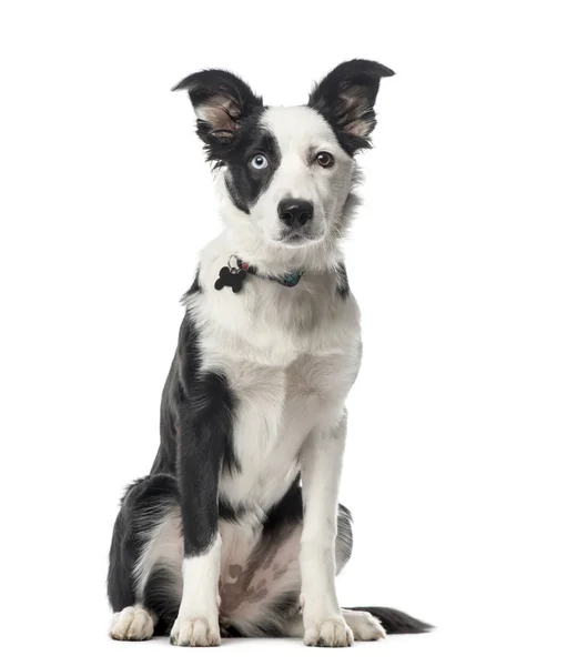 Puppy Border Collie sitting, 5 months old, isolated on white — Stock Photo, Image