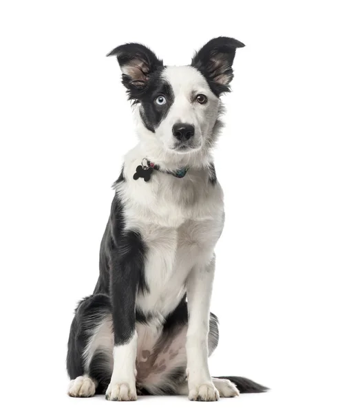 Filhote de cachorro Border Collie sentado, 5 meses, isolado em branco — Fotografia de Stock