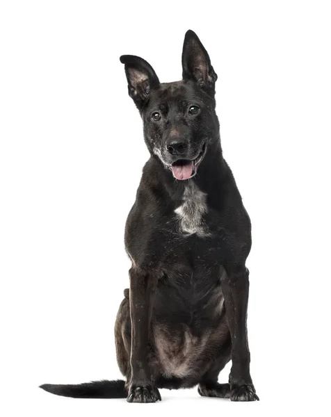 Preto misto cão de raça sentado, isolado em branco — Fotografia de Stock