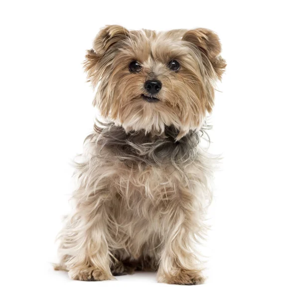 Yorkshire terrier sitzend, isoliert auf weiß — Stockfoto