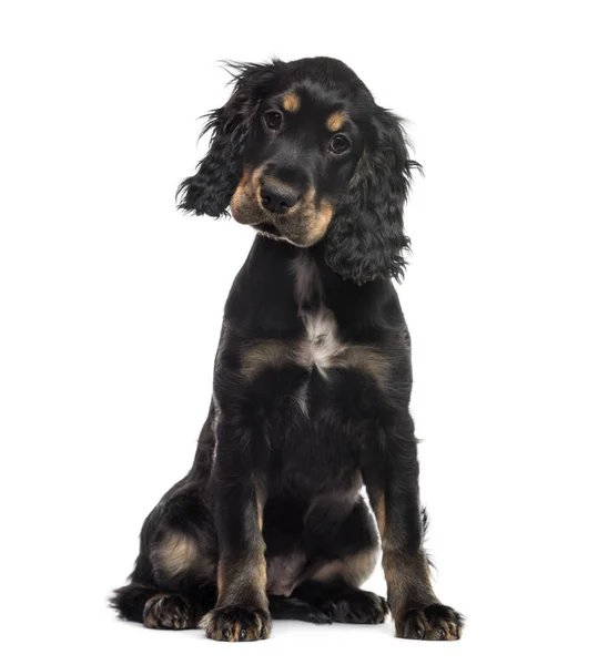 Engelse cocker spaniel zitten, geïsoleerd op wit — Stockfoto