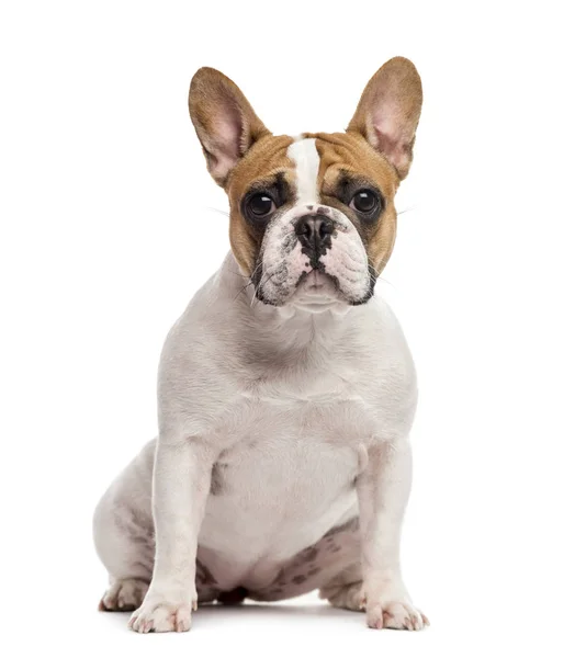 Bulldog francese seduto, isolato su bianco — Foto Stock