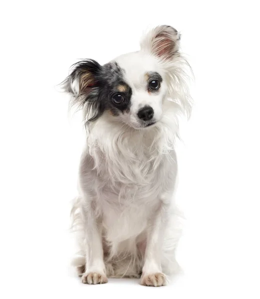 Czarno -biały na białym tle Chihuahua siedzi, — Zdjęcie stockowe