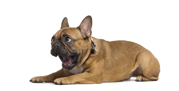 Bulldog francés acostado y bostezando, aislado en blanco —  Fotos de Stock