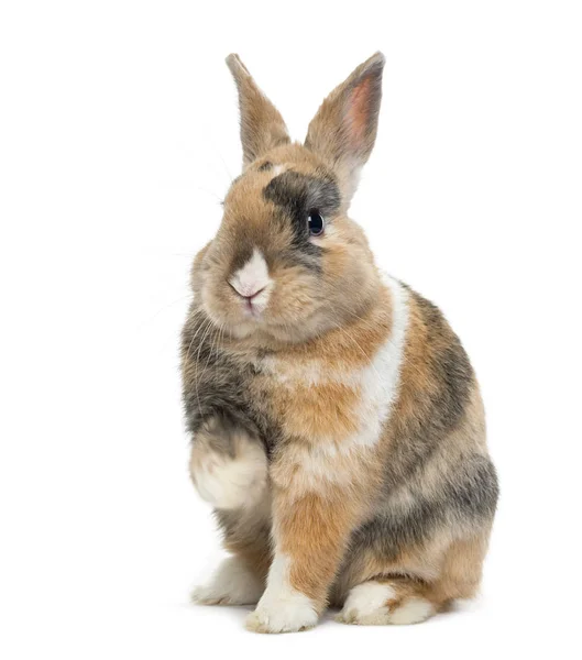 Різнокольоровий кролик сидить, ізольований на білому — стокове фото