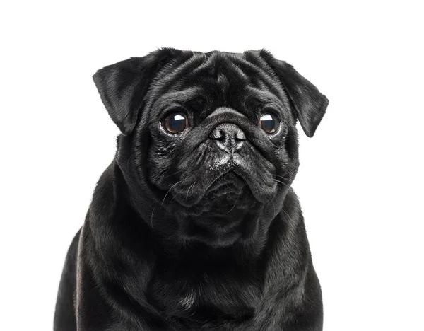 Close-up de um Pug preto, 2 anos, isolado em branco — Fotografia de Stock
