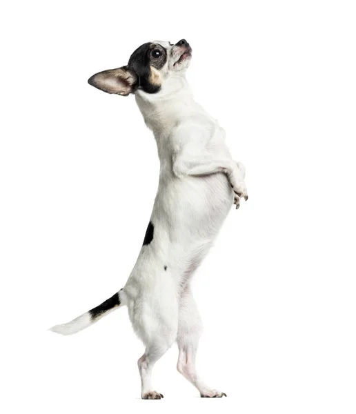 Chihuahua on hind legs, 1 year old, isolated on white — Stock Photo, Image