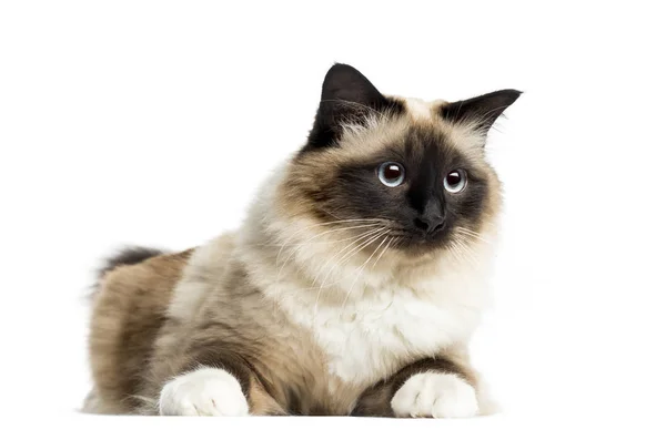 Birman liegend, 3 Jahre alt, isoliert auf weiß — Stockfoto