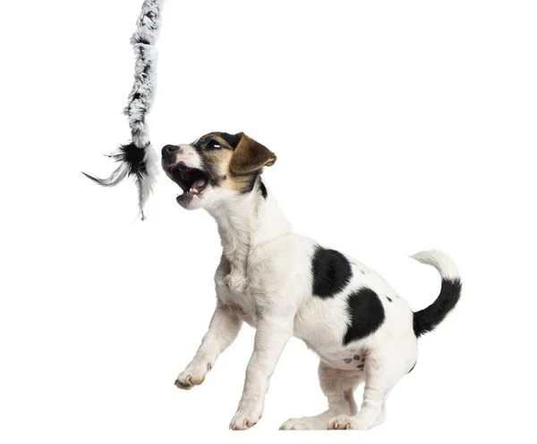 Cachorro Jack Russell Terrier jugando con una cuerda, 4 meses de edad, es — Foto de Stock