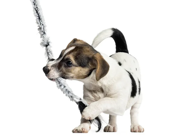 Welpe Jack Russell Terrier spielt mit einem Seil, 4 Monate alt, ist — Stockfoto