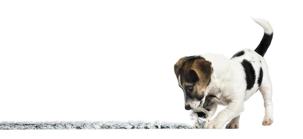 Puppy Jack Russell Terrier playing with a rope, 4 months old, is — Stock Photo, Image