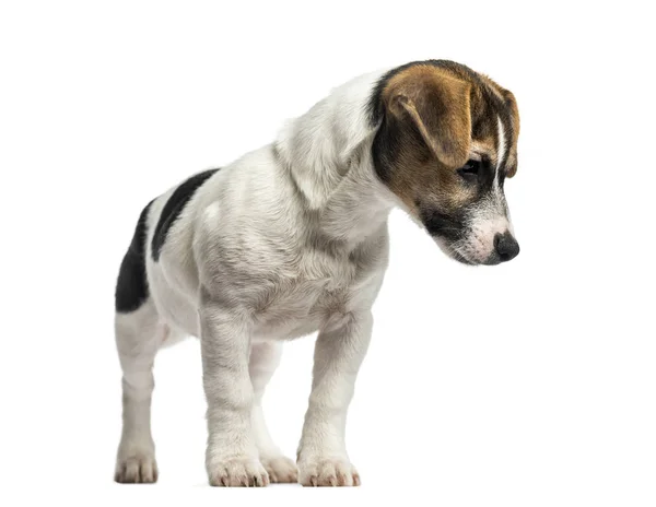 Kiskutya Jack Russell Terrier álló, 4 hónapos, elszigetelt w — Stock Fotó