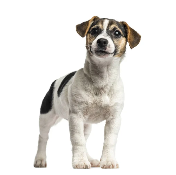 Pup Jack Russell Terrier staande, 4 maanden oud, geïsoleerd op w — Stockfoto