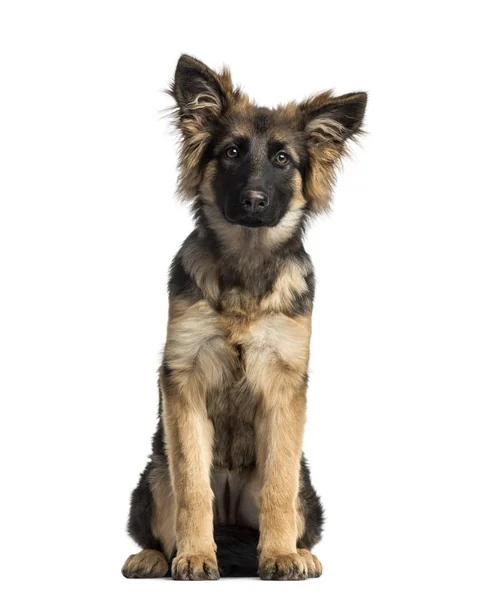 Puppy German Shepherd Dog sitting, 4 months old, isolated on whi — Stock Photo, Image