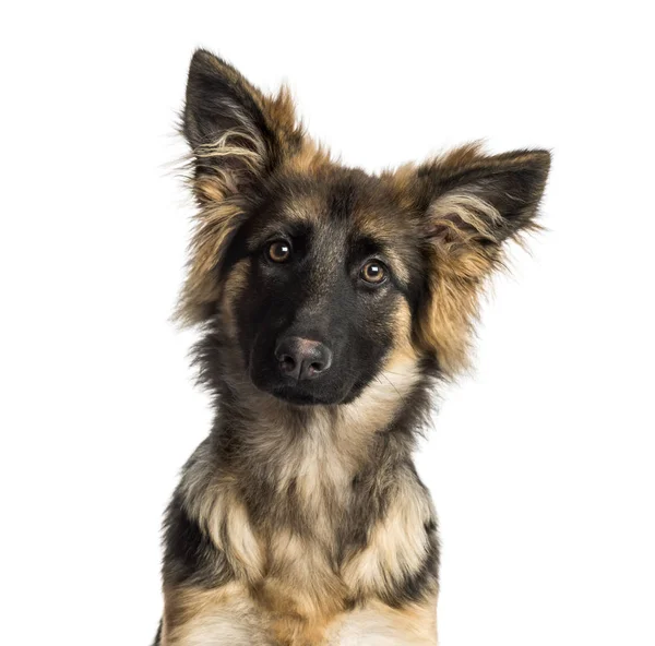 Nahaufnahme eines Schäferhundewelpen, 4 Monate alt, isoliert — Stockfoto