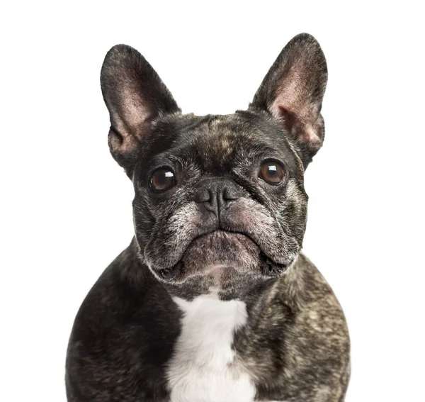 Close-up de um Bulldog francês, 6 anos, isolado em branco — Fotografia de Stock
