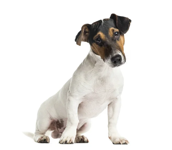 Filhote de cachorro Jack Russell Terrier sentado, 6 meses, isolado em wh — Fotografia de Stock