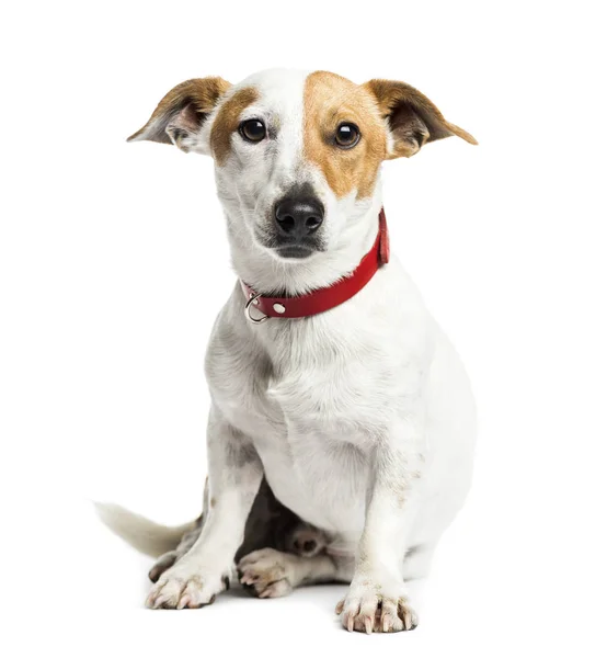 Jack Russell Terrier sittande, 1 år gammal, isolerad på vit — Stockfoto