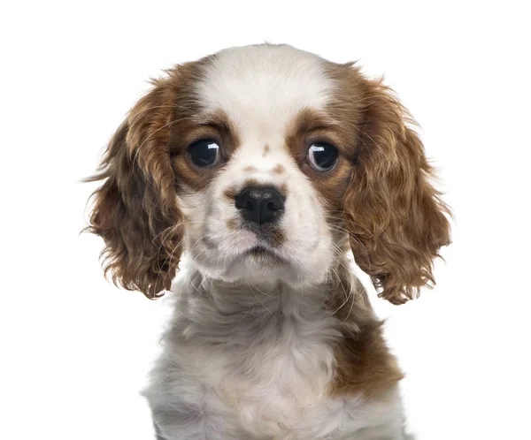 Close-up van een Cavalier King Charles, geïsoleerd op wit — Stockfoto