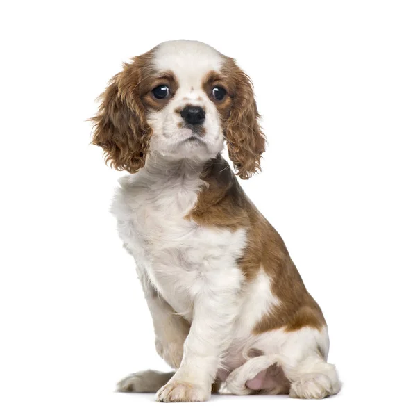 Cavalier King Charles assis, isolé sur blanc — Photo