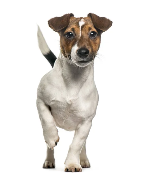 Vista frontal de un Jack Russell Terrier de pie, aislado en blanco — Foto de Stock