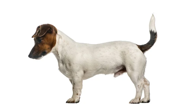 Beyaz izole bir Jack Russel Terrier ayakta yan görünüm — Stok fotoğraf