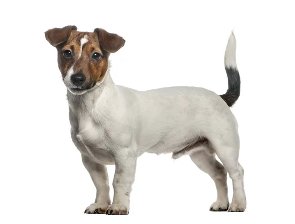 Jack Russell Terrier de pie, aislado en blanco — Foto de Stock