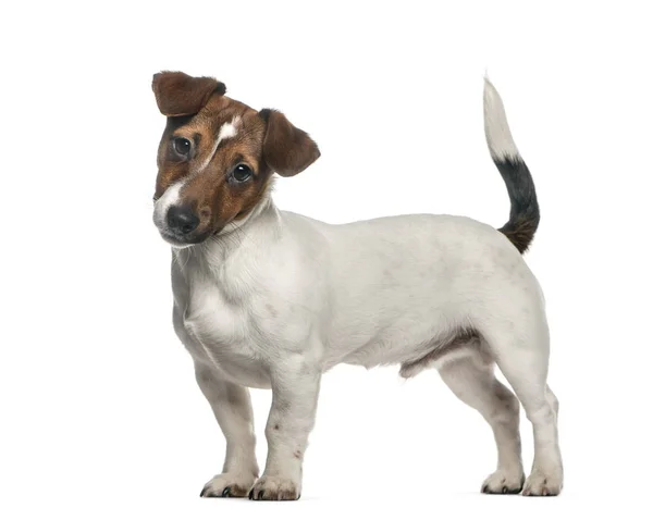 Jack Russell Terrier de pie, aislado en blanco — Foto de Stock